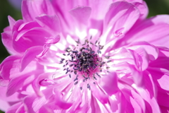 芯