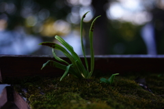 てんてん、つぶつぶ、何の草？