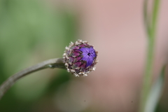 蕾
