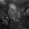薔薇