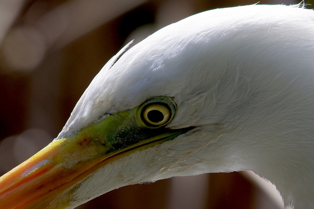 白鷺の目