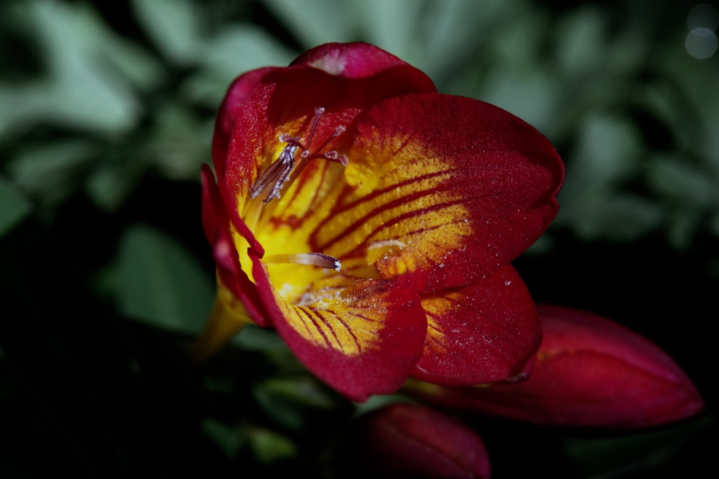 花粉が見える