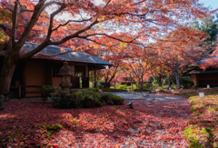 万博記念公園の紅葉