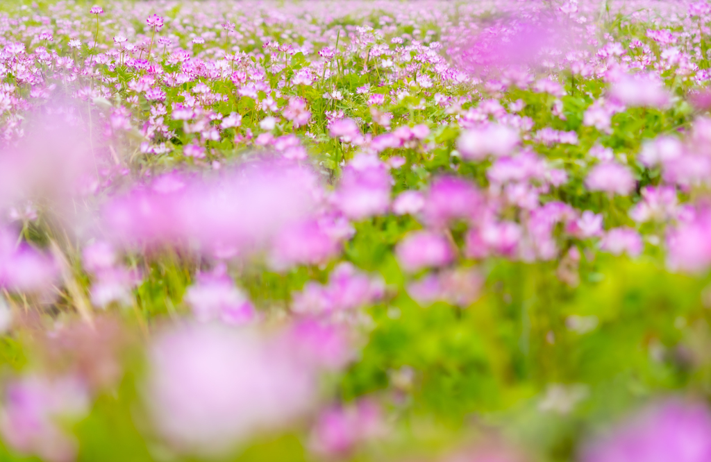 お花に囲まれて