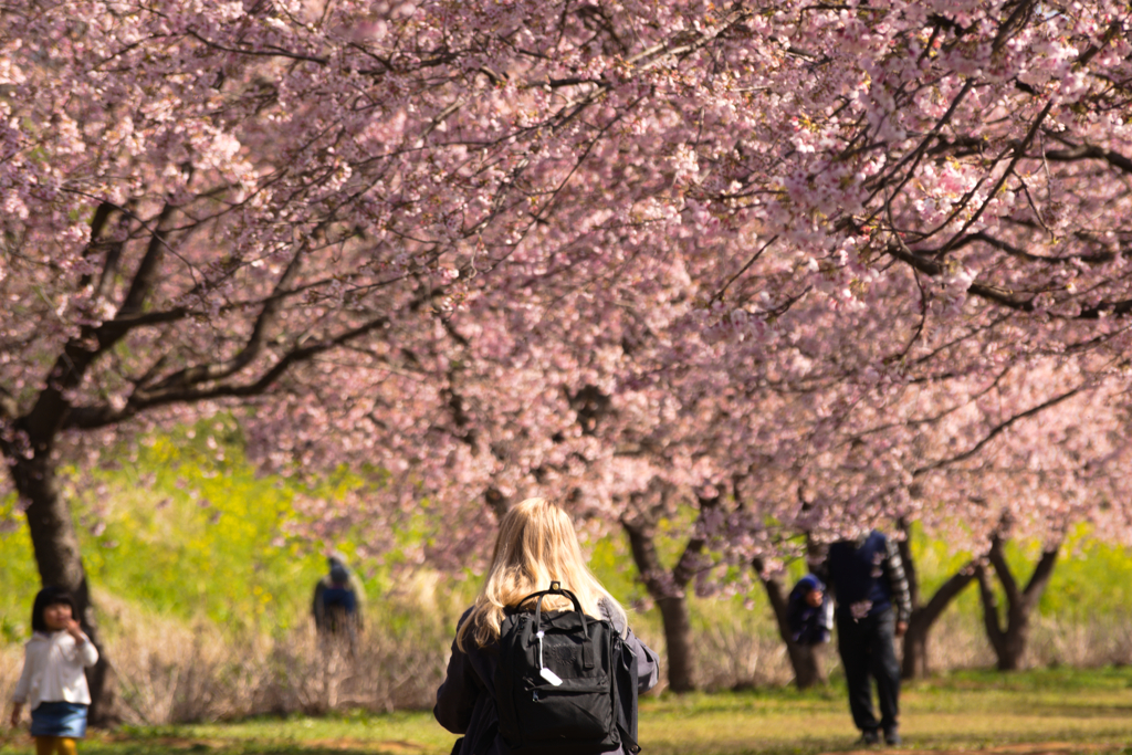 とある桜並木