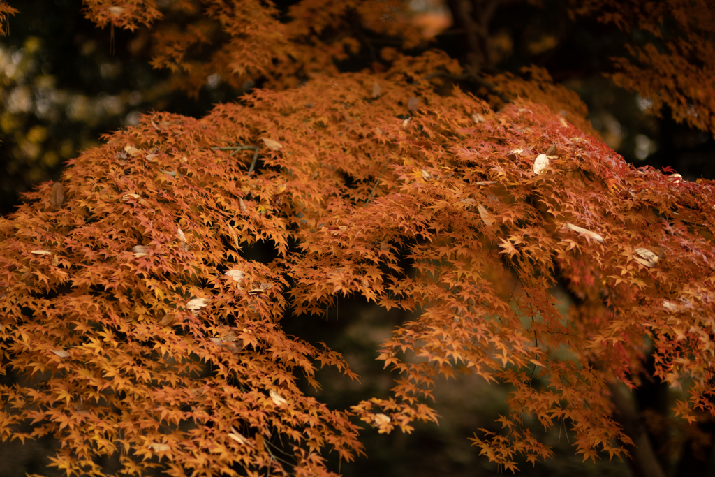 紅葉4
