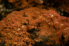 紅葉4