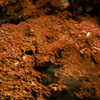 紅葉4