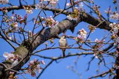 春の訪れ