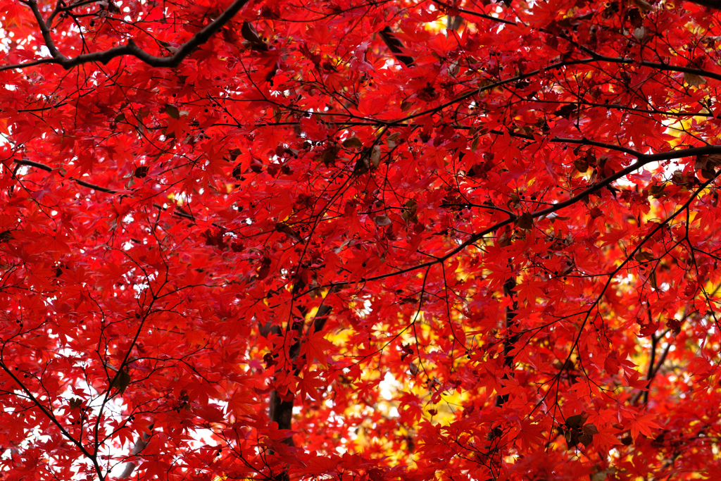 紅葉3