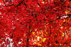 紅葉3