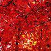 紅葉3