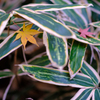 紅葉2