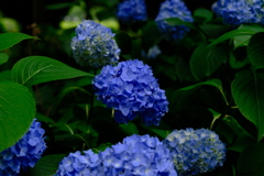 紫陽花