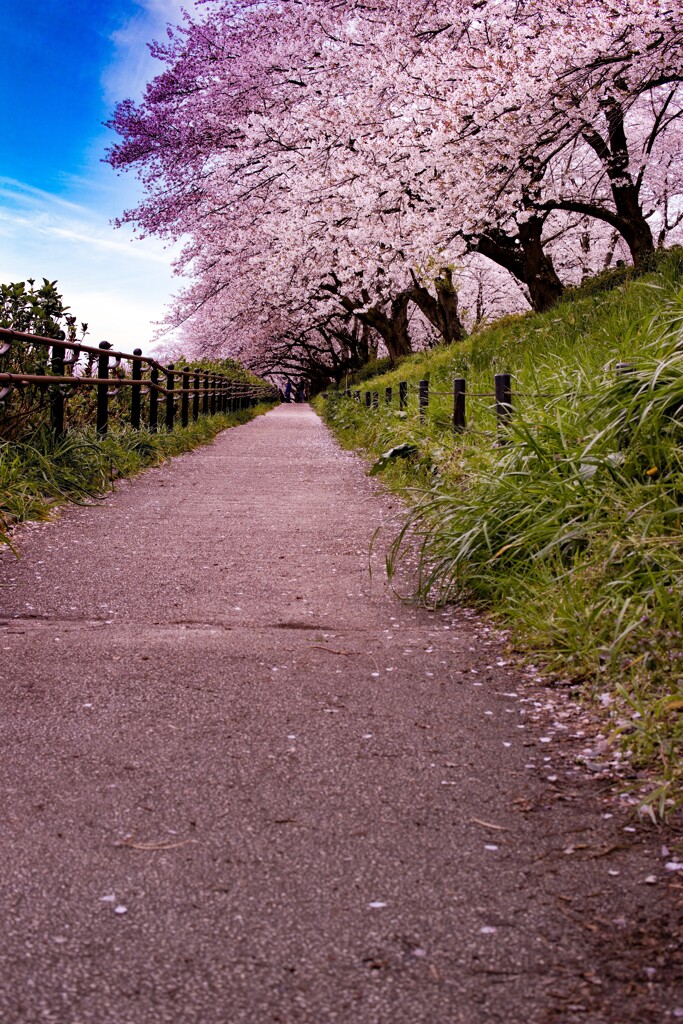 桜への道