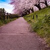 桜への道