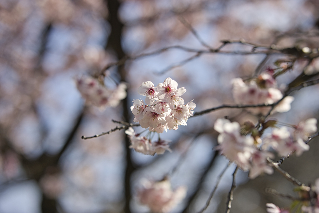 桜
