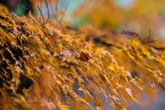 紅葉1