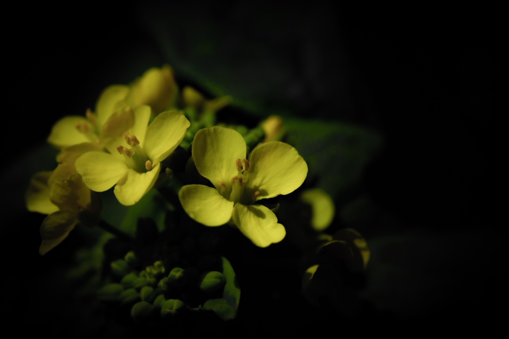菜の花と