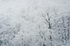 初雪