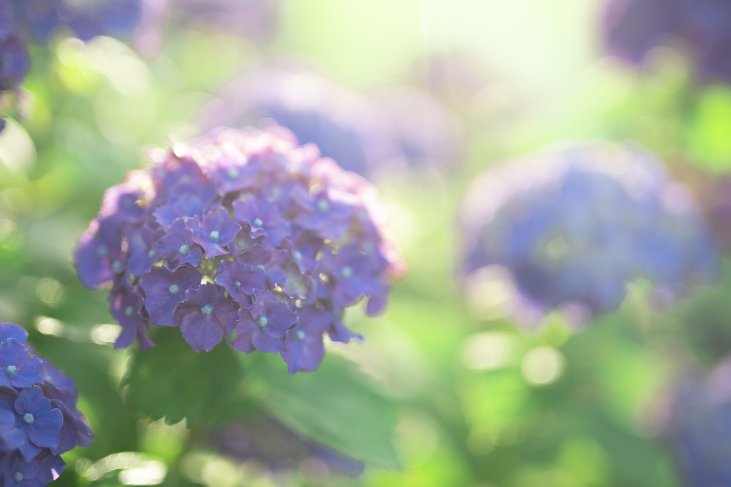 夕日に照らされた紫陽花