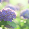 夕日に照らされた紫陽花