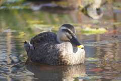 小さな池のカルガモ