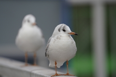 ユリカモメ