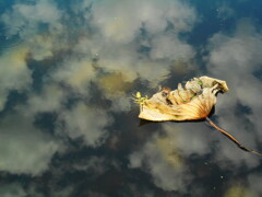 枯れ蓮と池映りの空