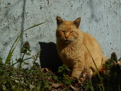 日溜まり猫