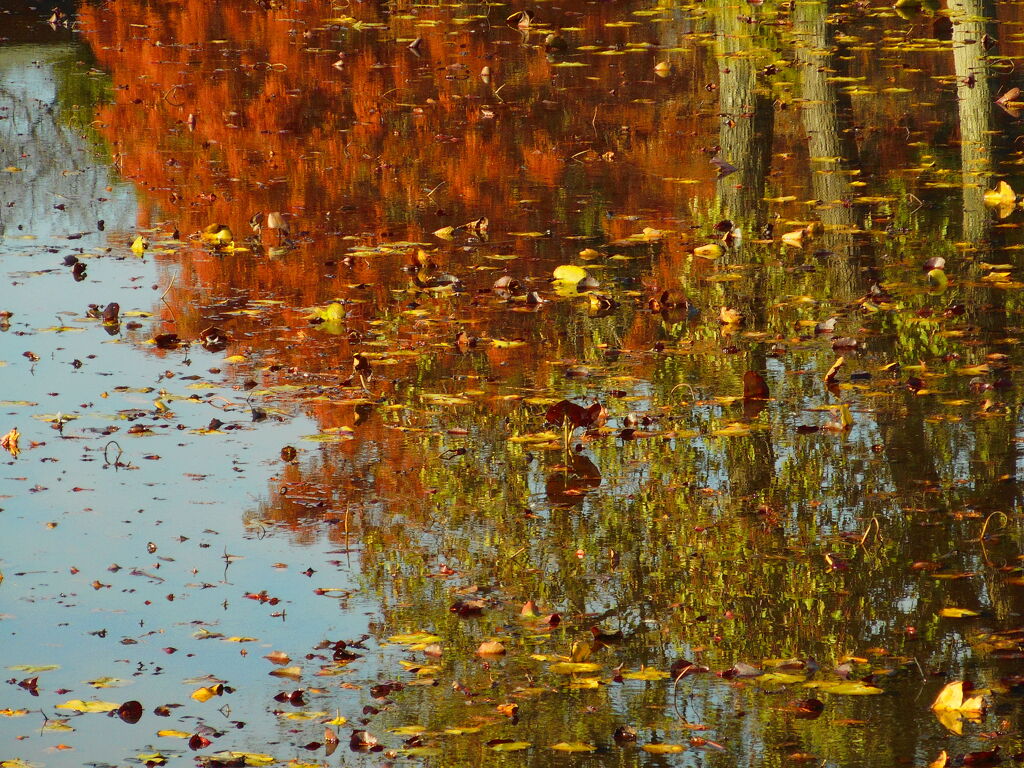 池映り