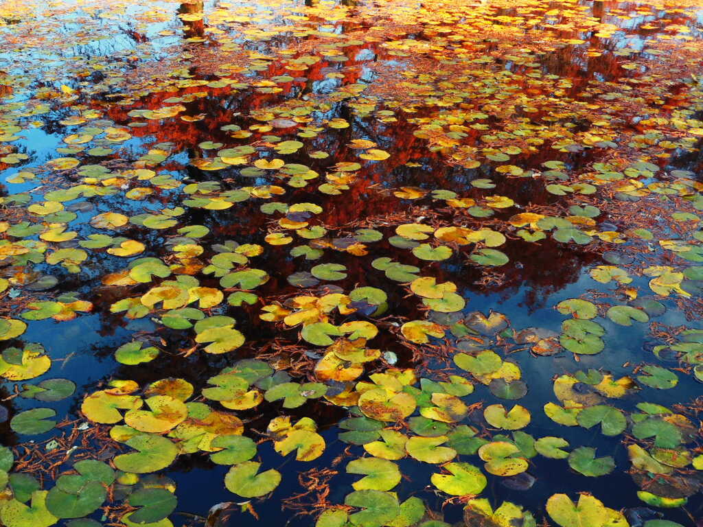 睡蓮池の紅葉映り