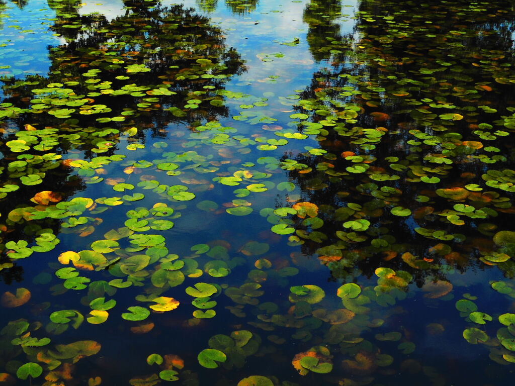 10月の睡蓮池
