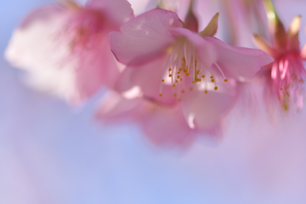 春心