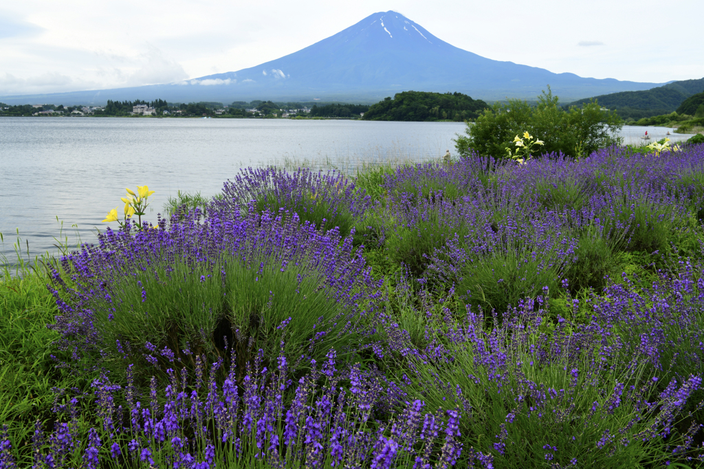 初夏の富士