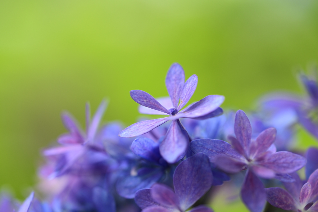紫陽花の心Ⅵ