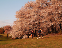 春の足音　2004根岸森林公園