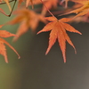 旅立ちの朝（とき）