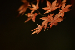 秋華薄明