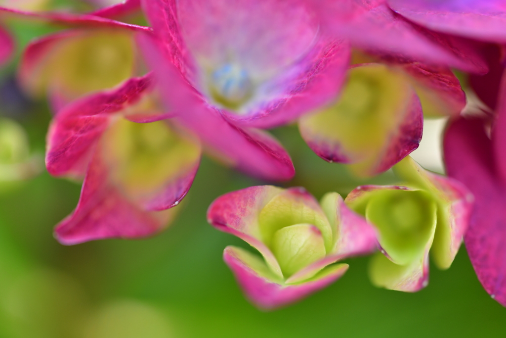華紫（かし）
