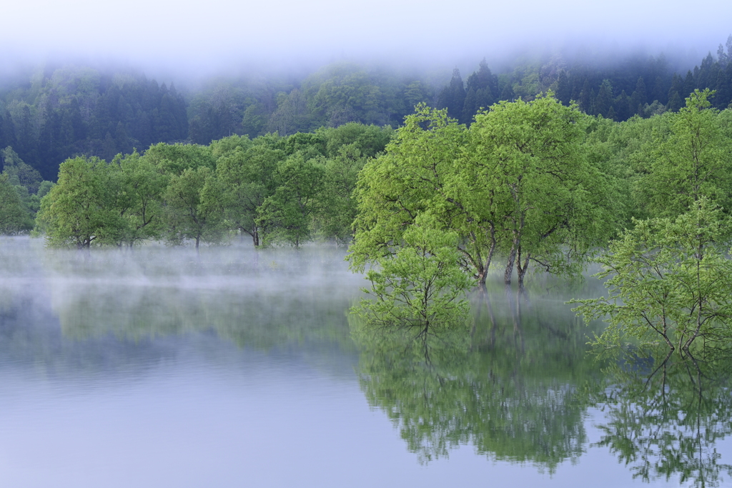 新緑の水没林