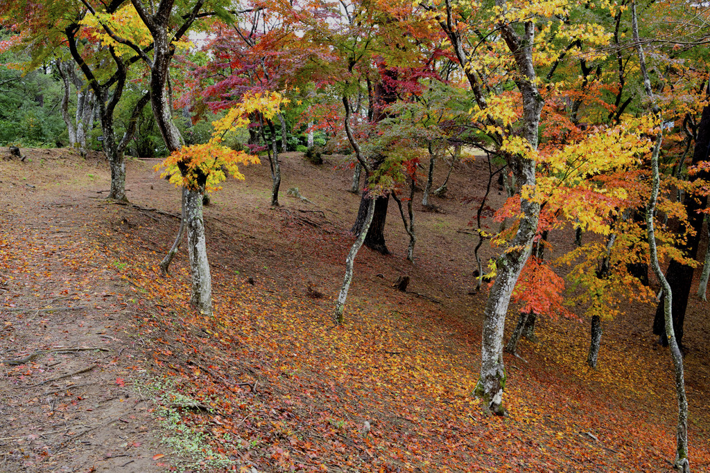 秋の散歩道　伊豆修善寺