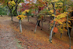 秋の散歩道　伊豆修善寺