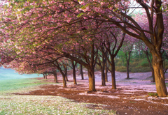 2008根岸森林公園 八重桜