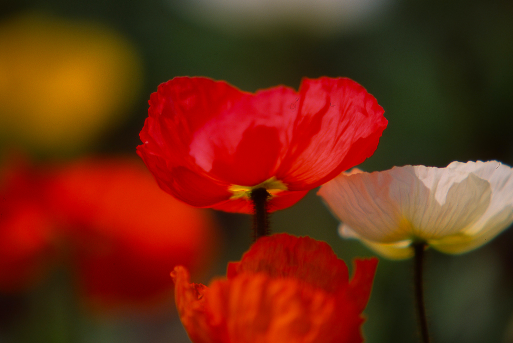 花001