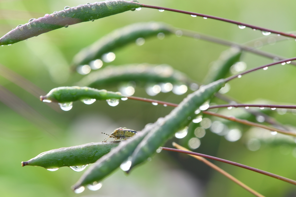 夏朝の雫