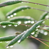 夏朝の雫