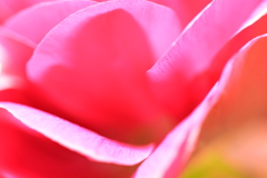 花波