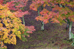 秋の彩り  伊豆修善寺