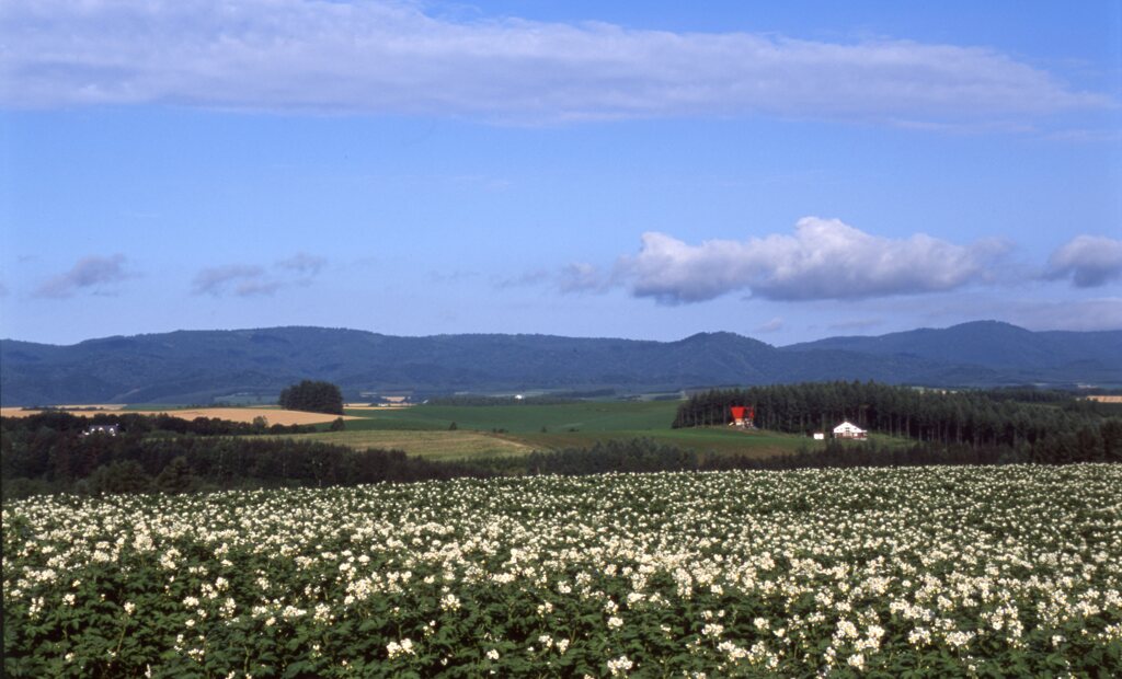 馬鈴薯の大地Ⅱ　2005北海道美瑛
